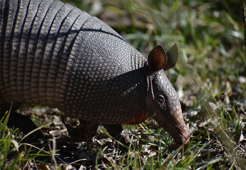 Armadillo Eggs