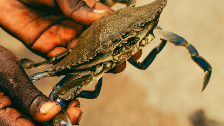 Crab Imperial with Toast Points